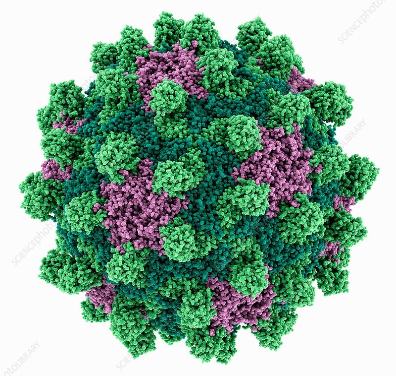 Представитель Семейства Iflaviridae